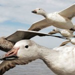 Earthflight
